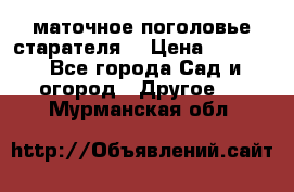 маточное поголовье старателя  › Цена ­ 3 700 - Все города Сад и огород » Другое   . Мурманская обл.